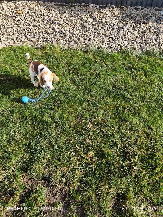 Suczka Beagle gotowa do odbioru metryka czip wyprawka