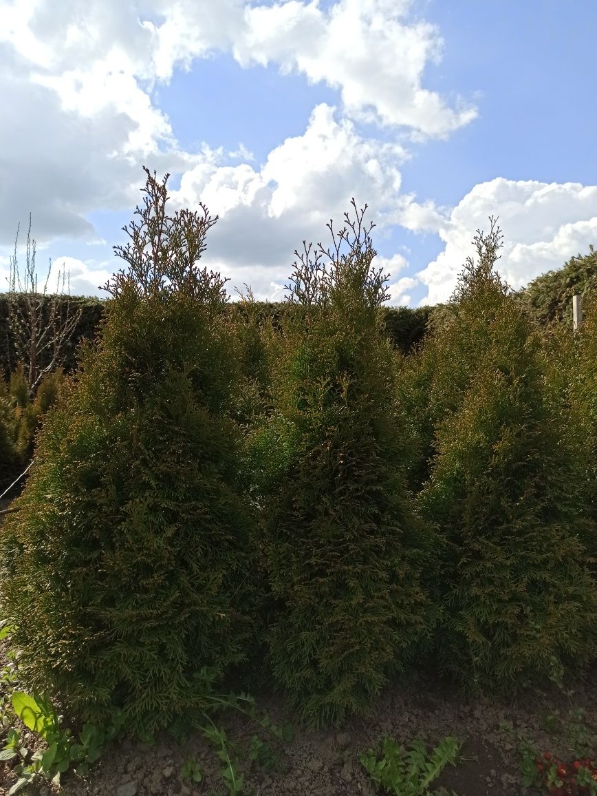 Tuja Thuja Smaragd Szmaragd 60-100cm