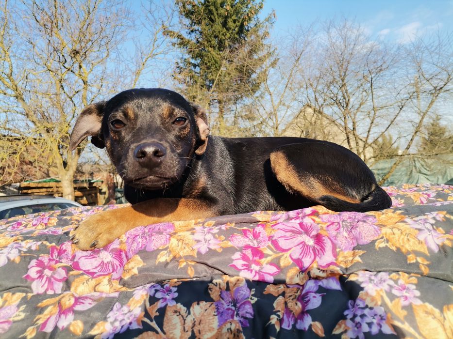 Bolek 6 miesięczny szuka domu