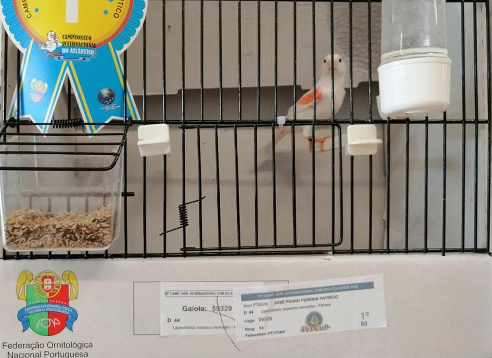 Canários Mosaico Vermelho Linha Fêmea