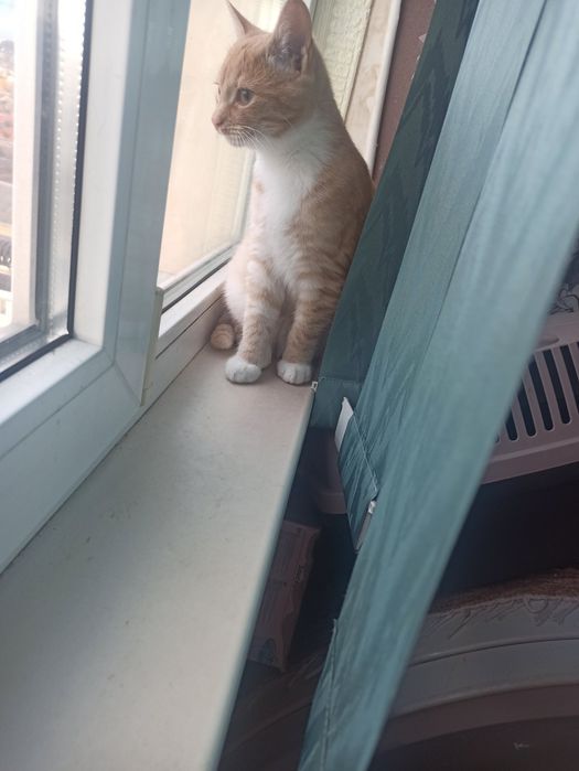 Рыжий котенок в добрые руки