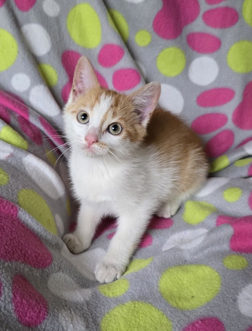 Mały kotek do odbioru kocurek   Maine coon Brytyjski