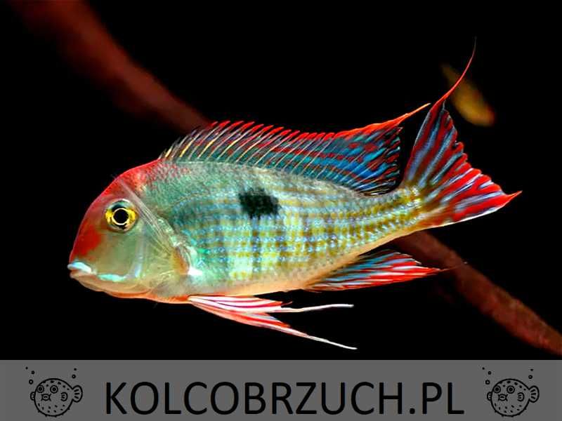 Ziemiojad RED HEAD TAPAJOS - Geophagus - dowóz, wysyłka