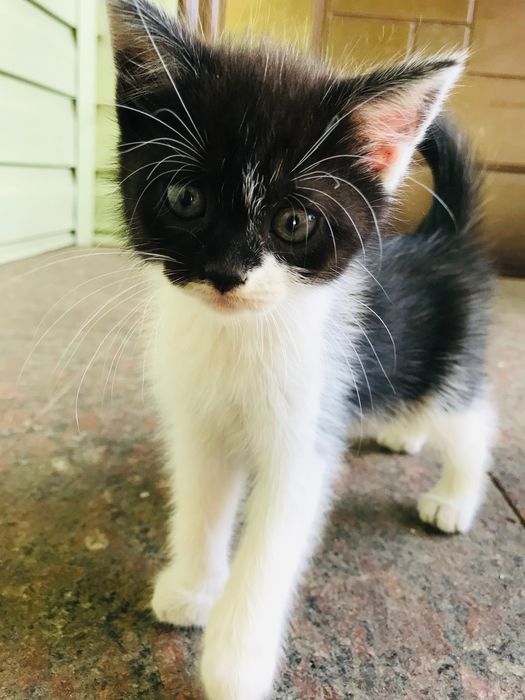 Віддам котят в добрі руки