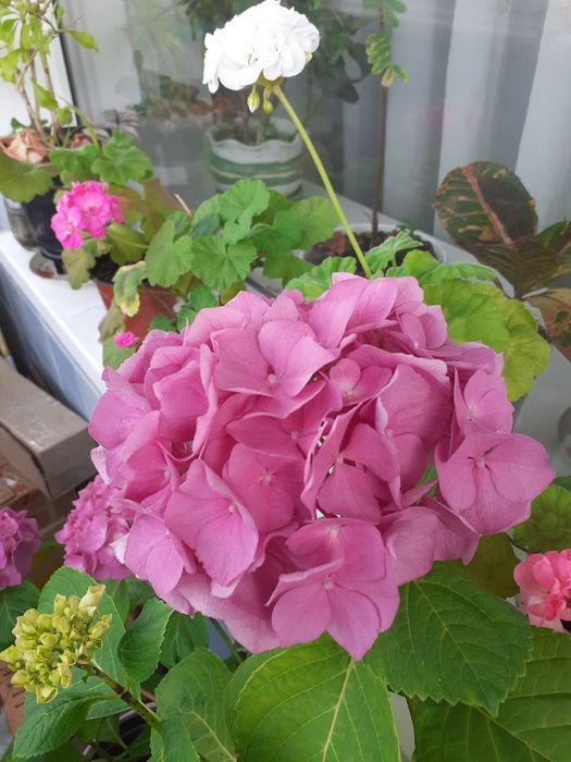 Гортензія рожева.