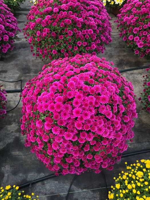 Piękne chryzantemy, sprzedaż prosto od ogrodnika.