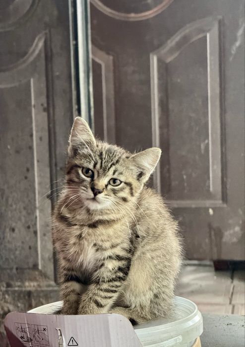 2 гарні кішечки (мама перс/сіамка) в добрі руки