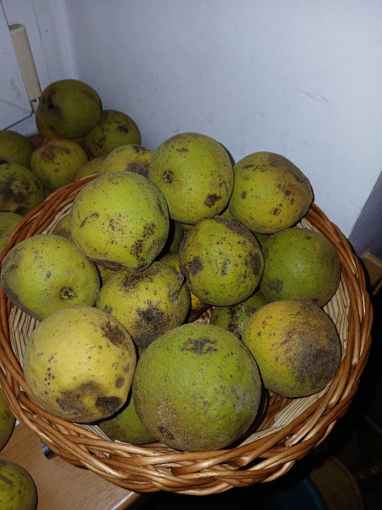 Orzechy  czarne  super smak,afrodyzjak i lekarstwo