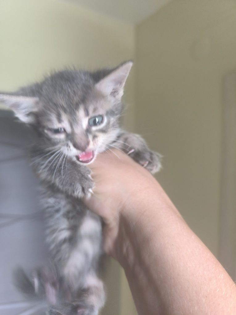 Віддам котиків в хароші руки