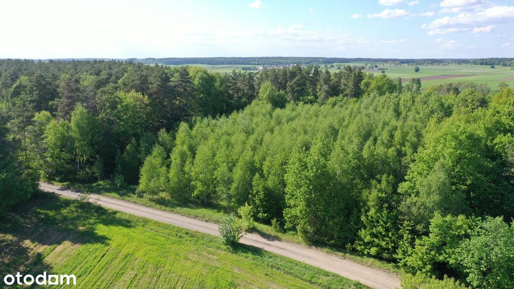 Super okazja - las w Starym Cydzynie w super cenie