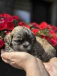 Piesek shih tzu tygrysek