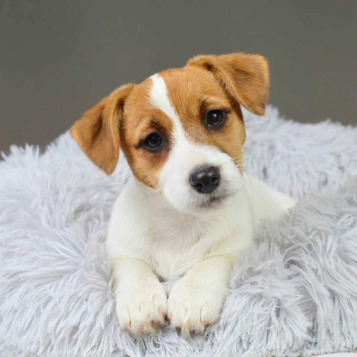 YASMIN – rasowy Jack Russell Terrier, suczka, rodowód ZKwP/FCI