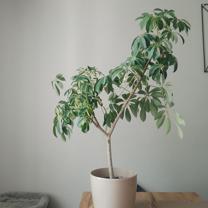 Kwiat szeflera 110 cm