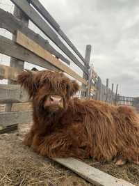 Хайлендер шотландская корова продам