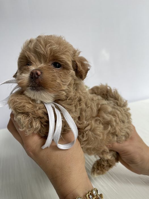 VIP Мальтипу F1 — Ці очі не забудеш ніколи