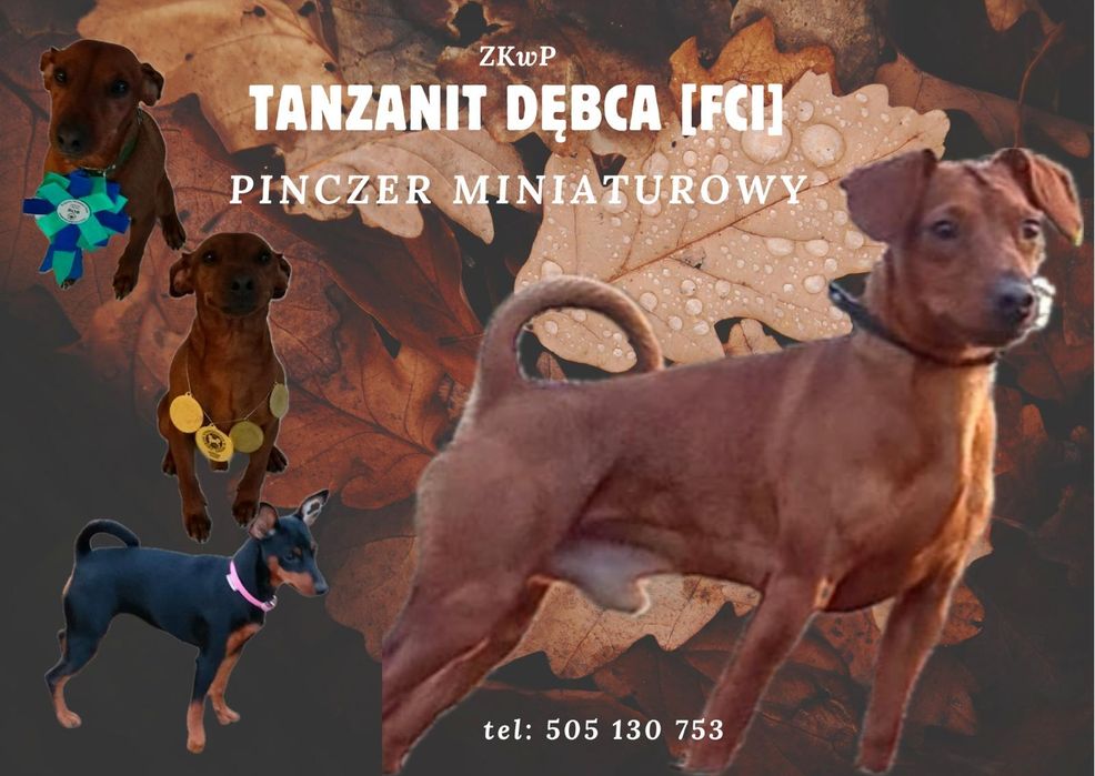 Pinczer miniaturowy z rodowodem FCI - ZKwP.