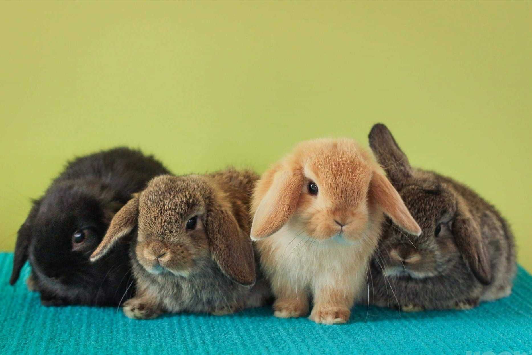 KIT Coelhos anões mini Lop(orelhudos) muito dóceis e brincalhões