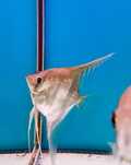 Pterophyllum Scalare - Manacapuru Red Back - Simon Forkel Line - WF