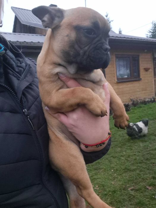 Buldog francuski suczka