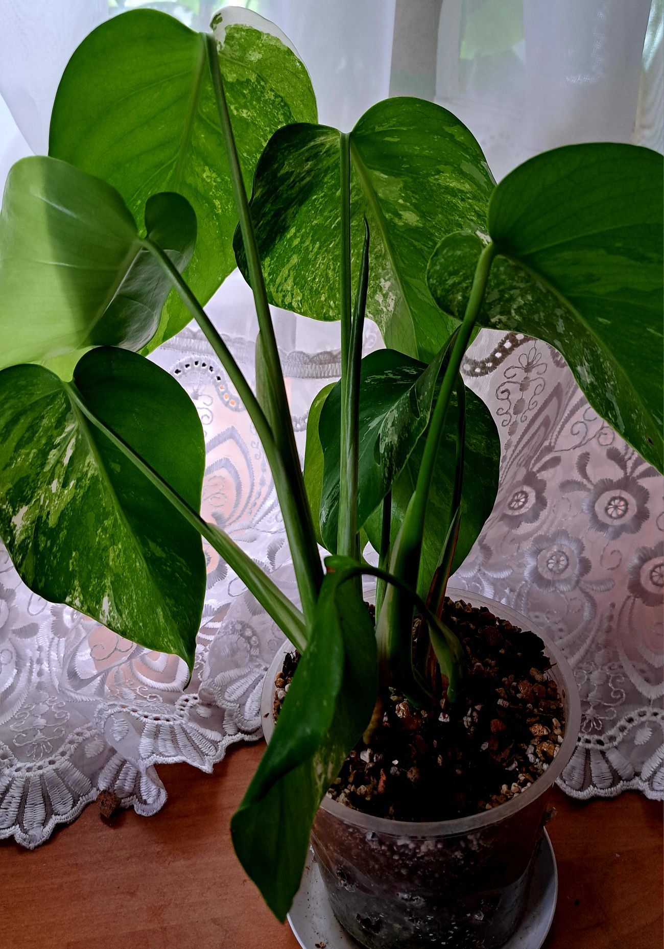 Monstera variegata