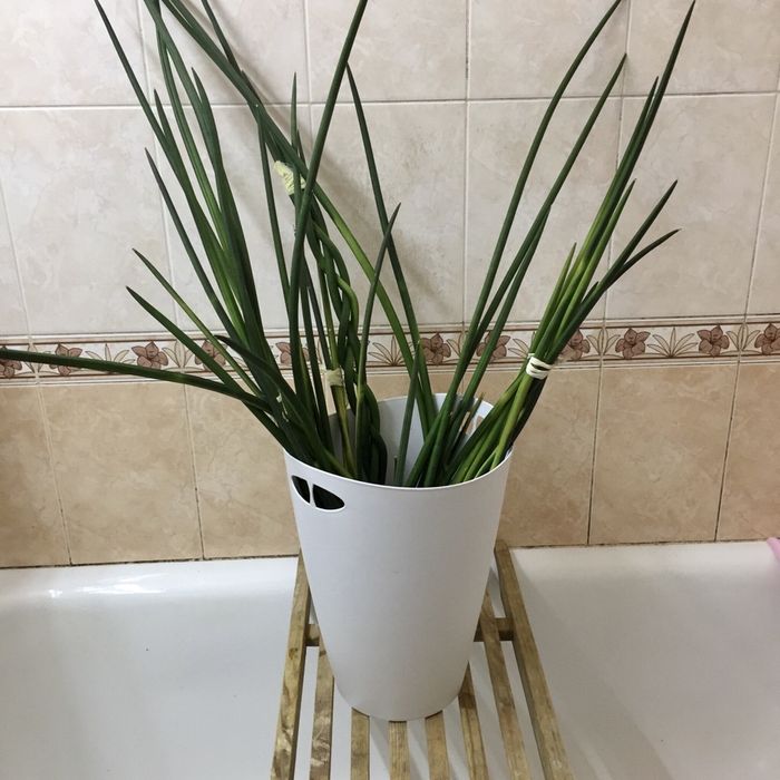 Растения Сансевьерия Трубчатая Sansevieria Francisii