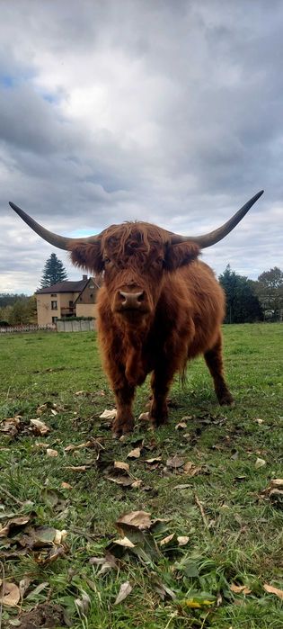 Bydło szkockie 2 krowy i byczek