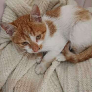 Pilnie domek dla tego kociaka z ulicy