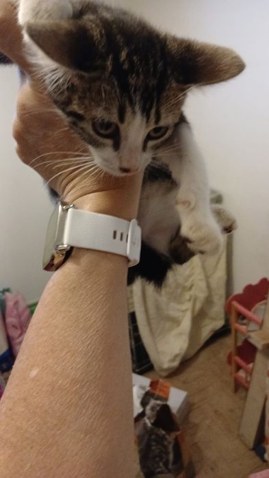 Gatinhos bebês para adoção com esterilização gratuita