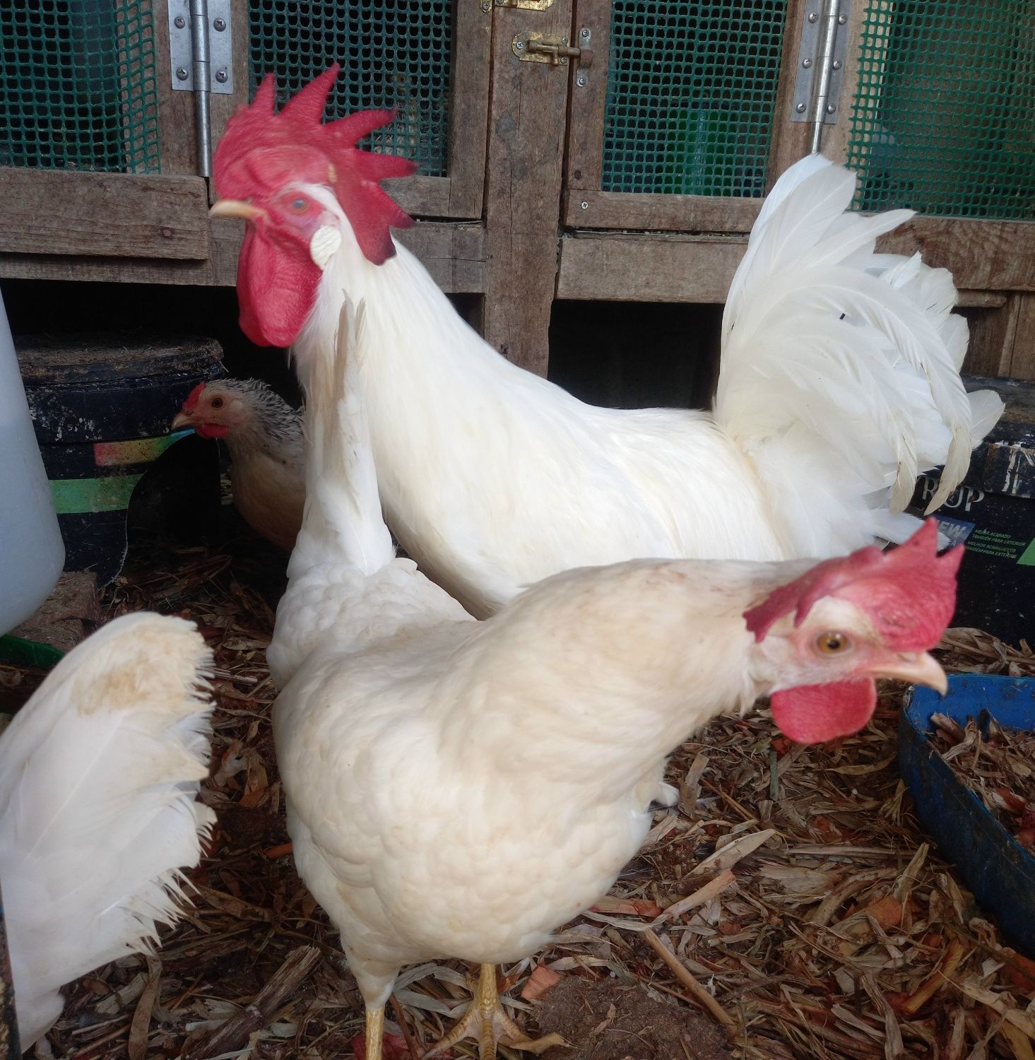 Leghorn - Ovos galados