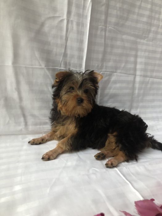 Йорки дуже гарні