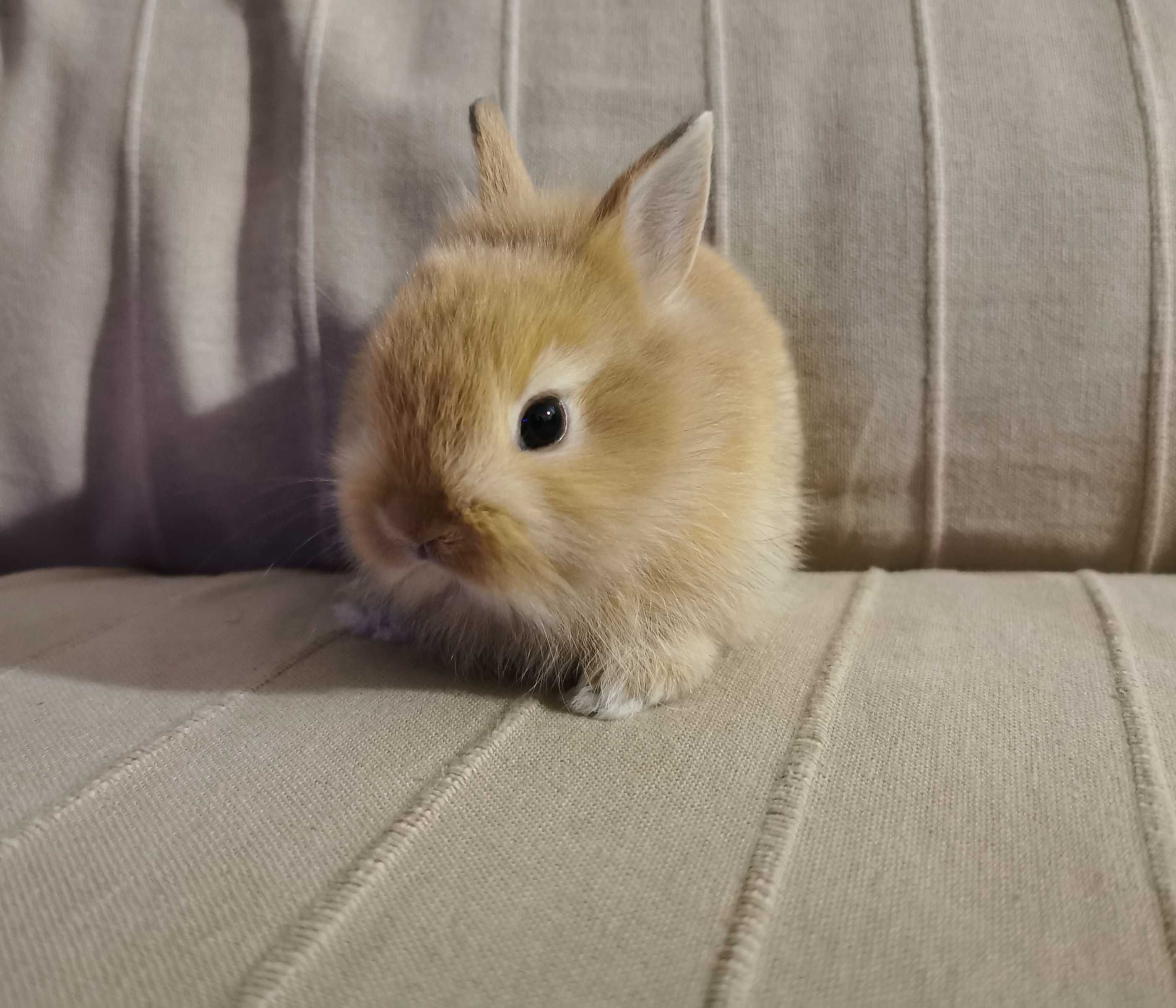 KIT Coelhos anões mini holandês e minitoy muito dóceis