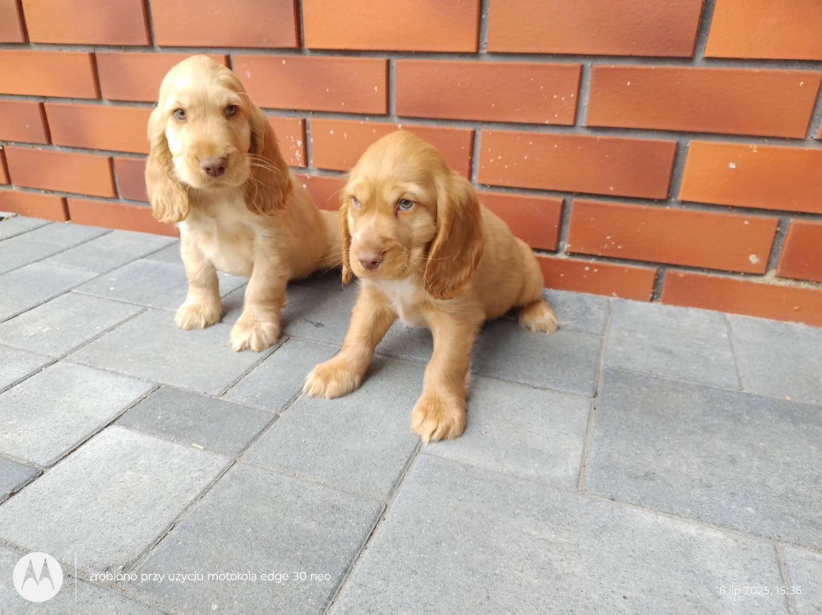 Cocker spaniel angielski piesek