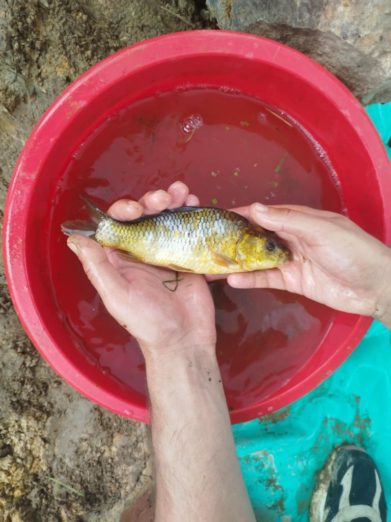 Karp koi karaś kolorowy karaś zwykły