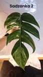 Epipremnum Pinnatum Variegata