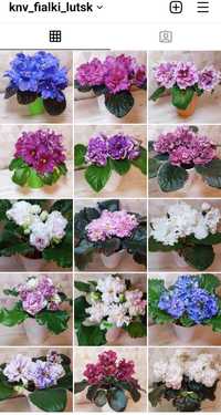 Сортові фіалки кімнатні рослини вазони квіти