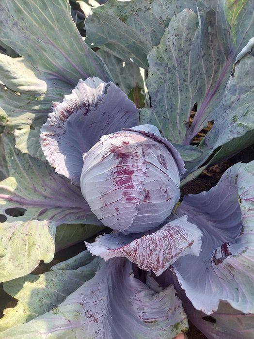 Box warzyw od rolnika