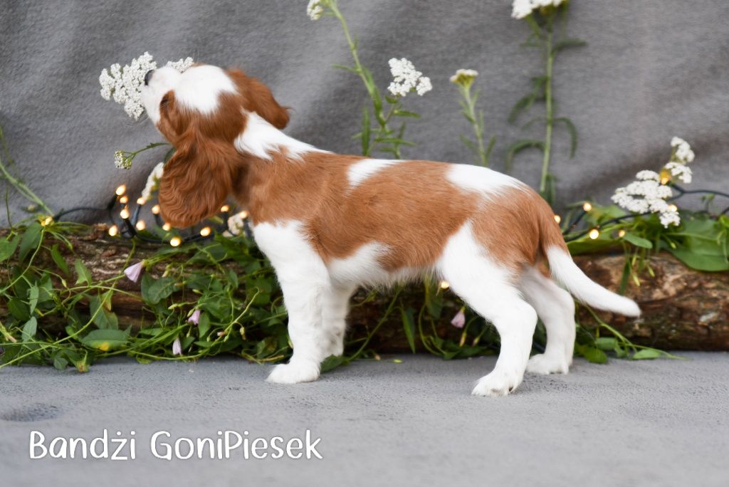 Cavalier King Charles Spaniel Blenheim
