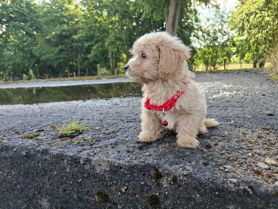maltipoo szczeniak
