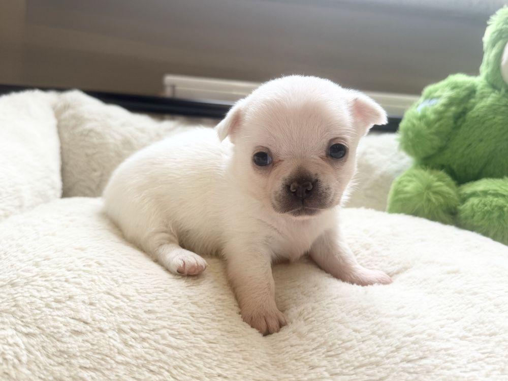 Sunia krótkowłosa chihuahua FCI