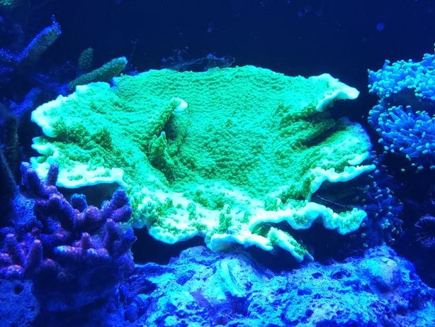 Montipora talerzowa SPS. Akwarium morskie koralowce Białystok