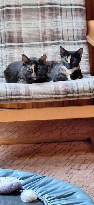 Przepiękna mała szylkretowa kotka do adopcji