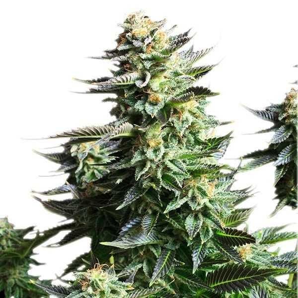 Amnesia Auto Haze Nasiona marihuany 10szt !