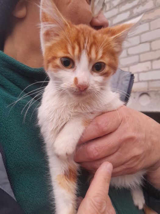 Маленька дівчинка в добрі руки