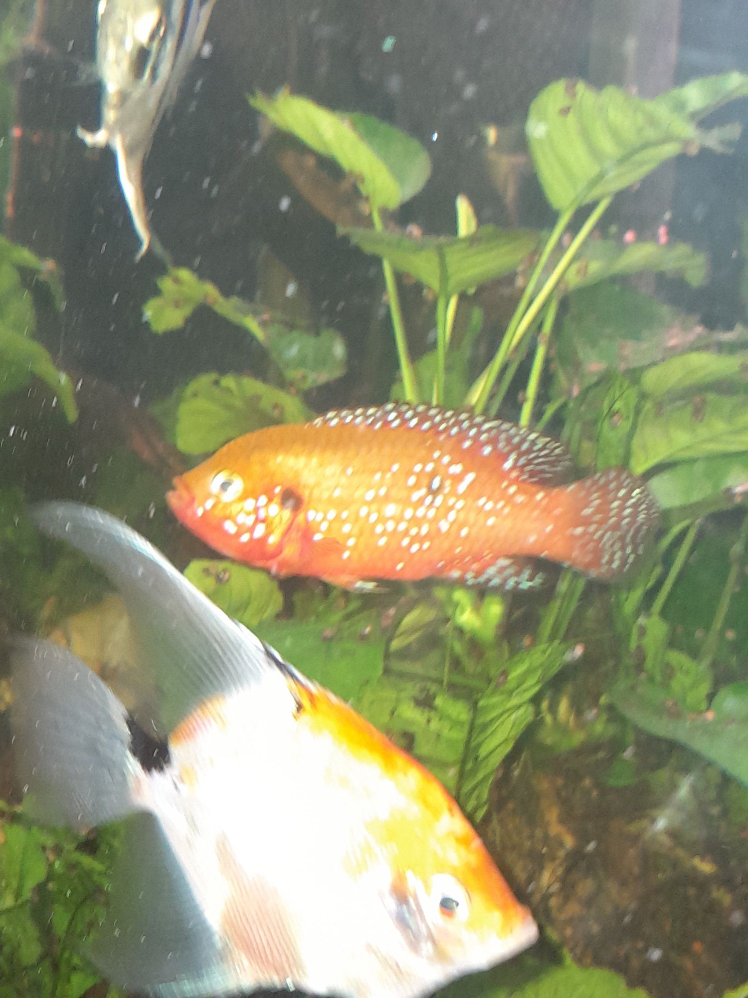 Vendo peixe jóia  macho