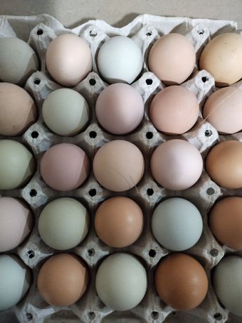 Инкубационные яйца мясо-яичные пасхальные опт, отправка по Украине