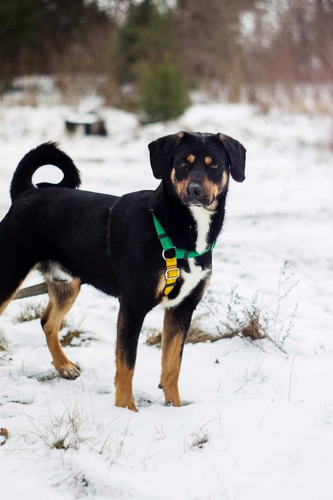 Fenomenalny, niesamowicie proludzki, aktywny psiak do adopcji!