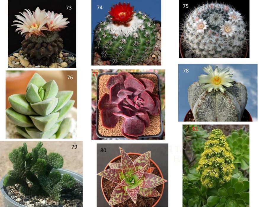 Кактуси, сукуленти для флораріума, мамілярія, гімнокаліціум, ребуція