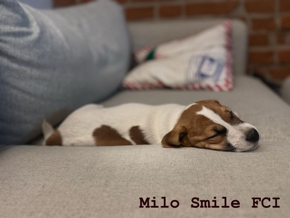 Szczeniak pies jack russell terrier gładkowlosy ZKwP FCI