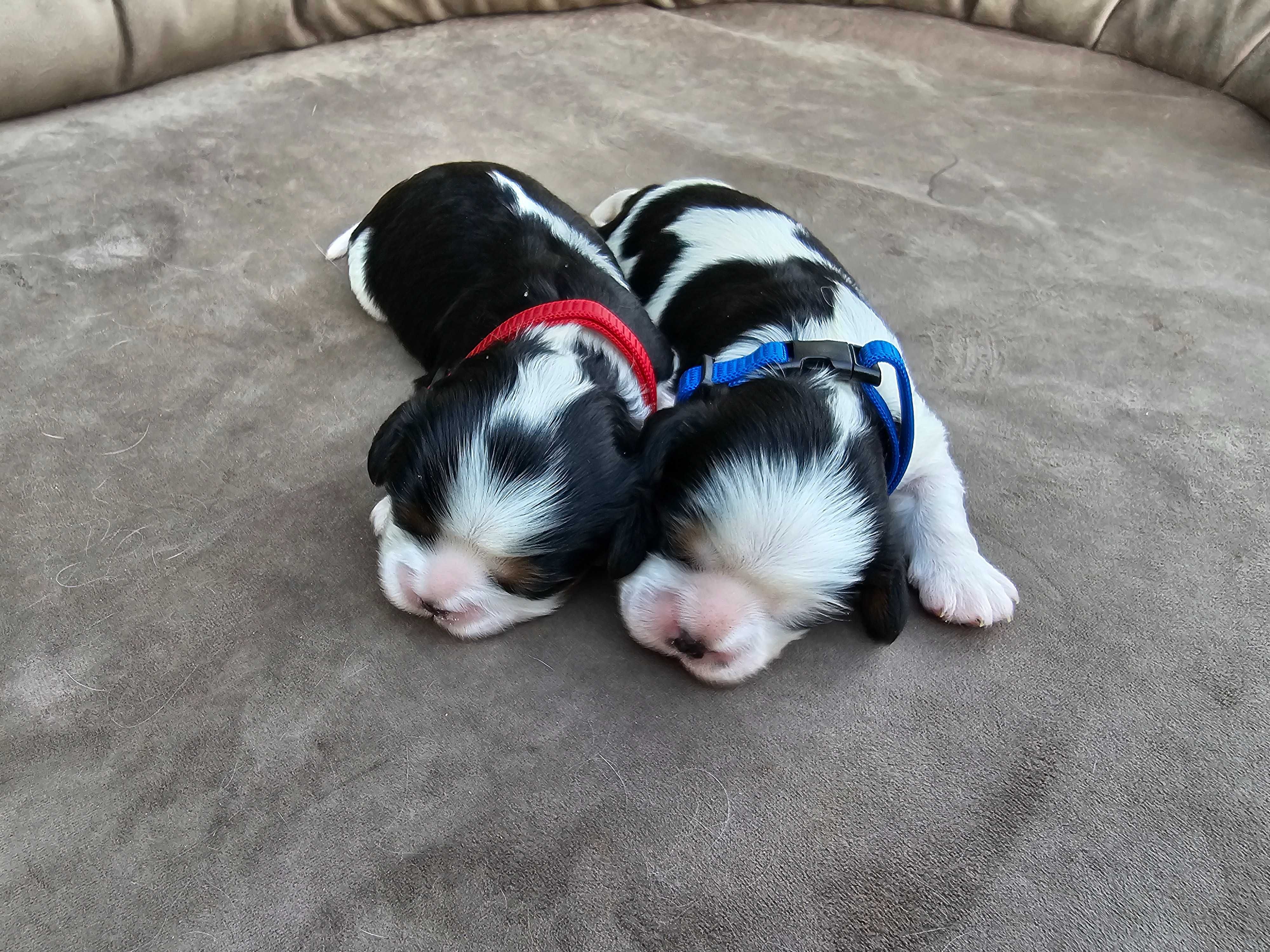 Cavalier King Charles Spaniel