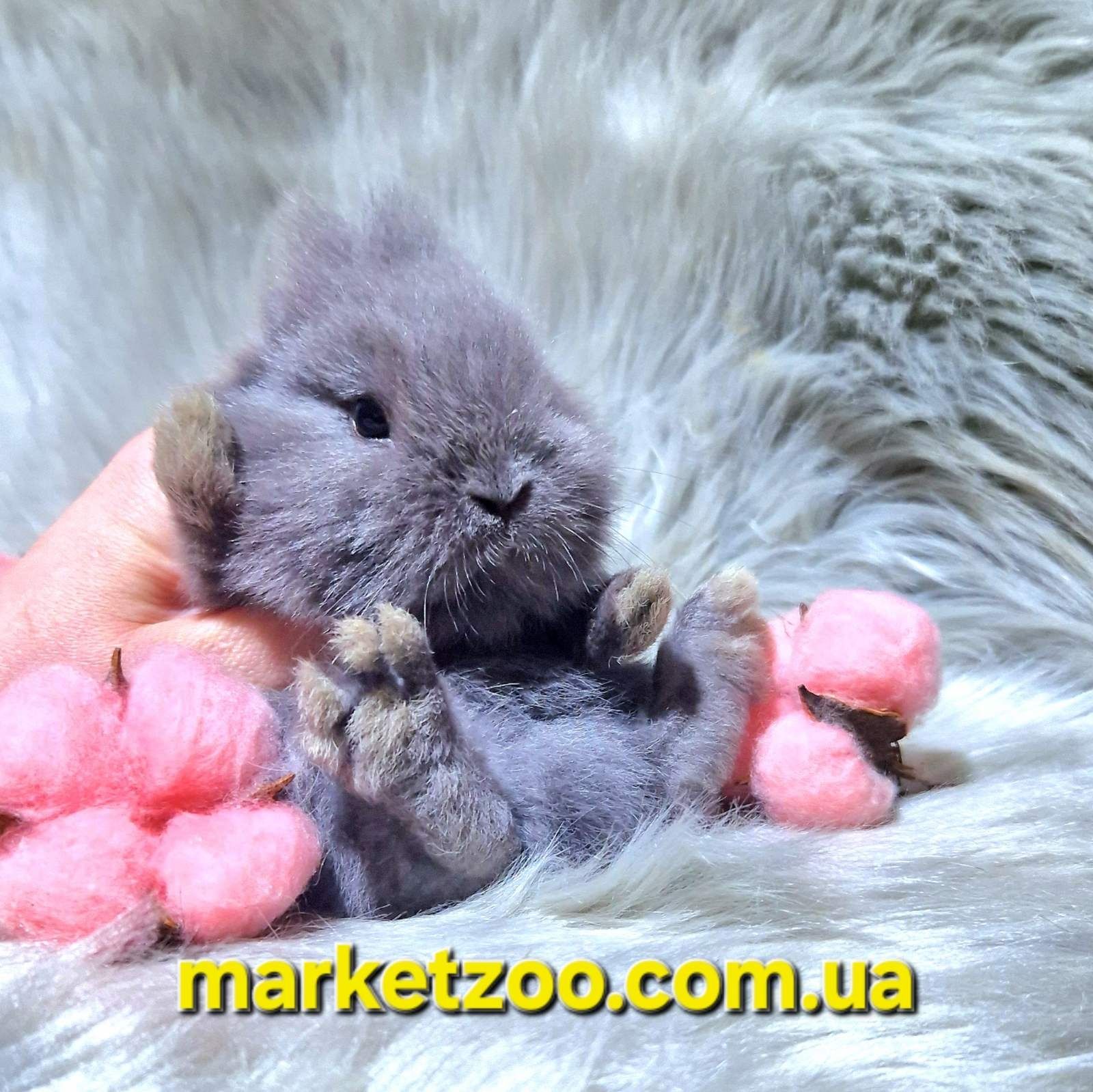 Mini Lionhead-маленька пухнаста краса!